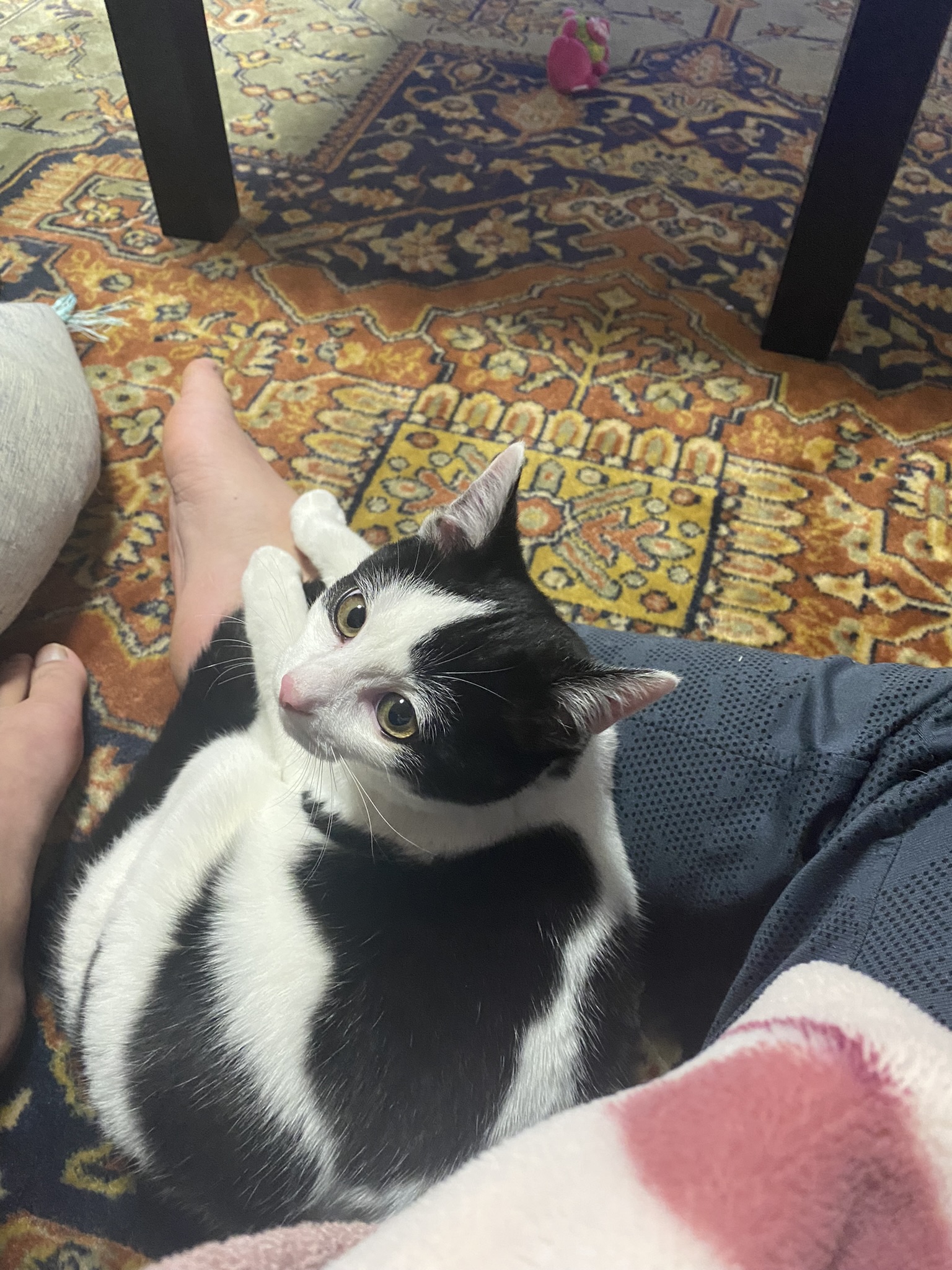 あっという間 株式会社おもれい 高校生の部活フェスを全国に広げる会社。